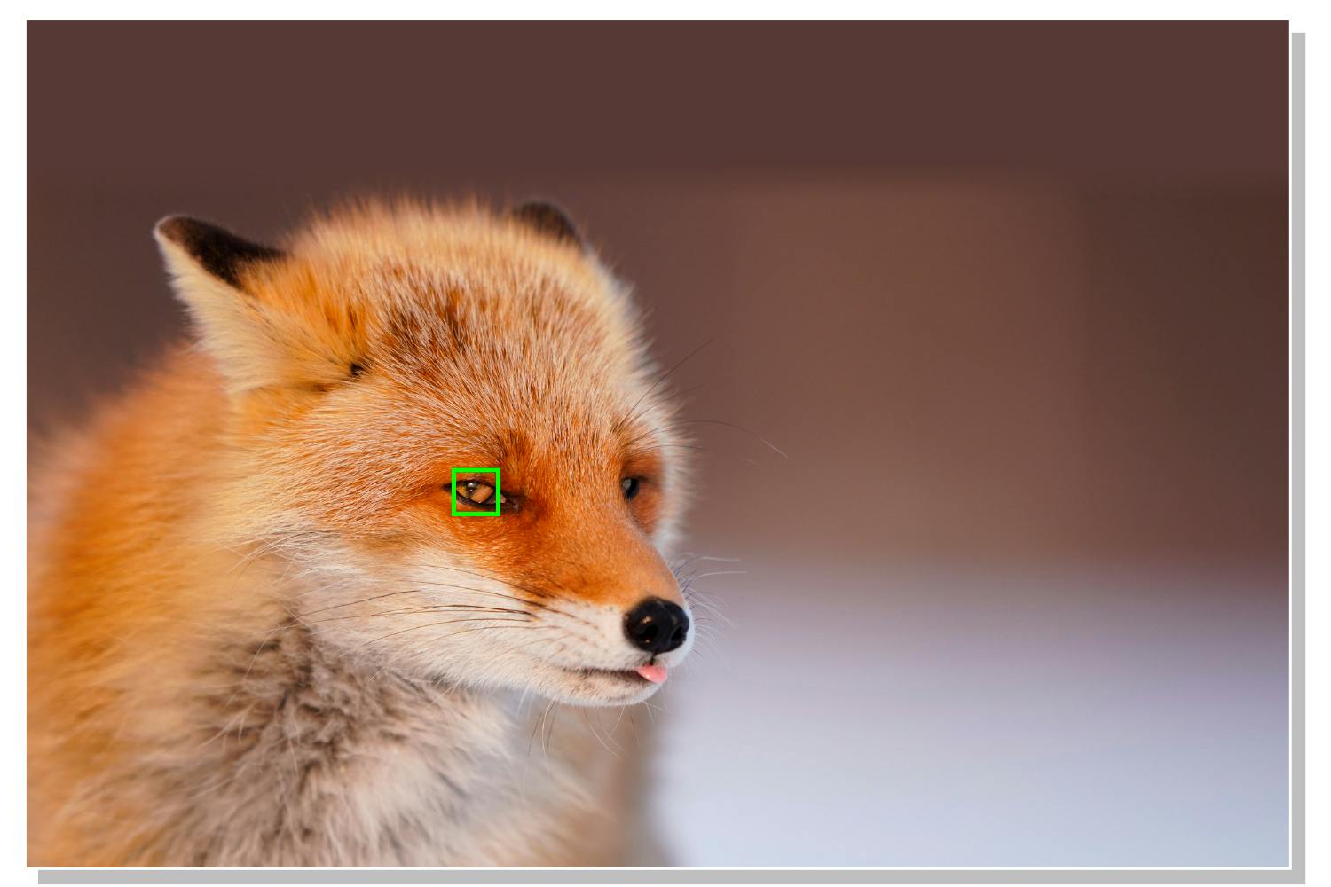 Skarpt billede af ræv taget med øjefokus